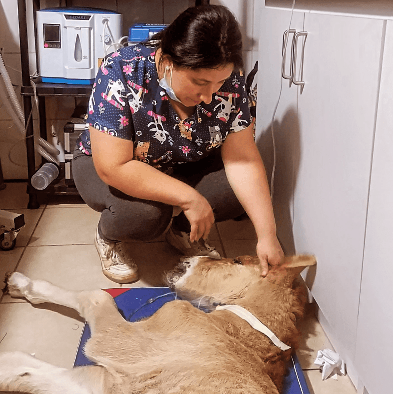 Consultas a Domicilio